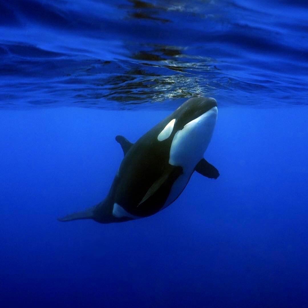 虎鲸来自摄影师julioderegil